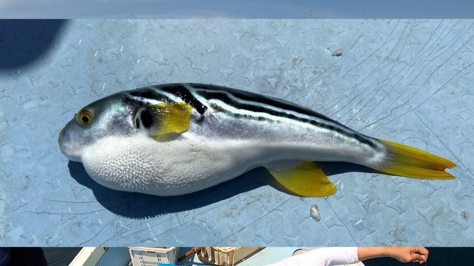 【オフショアジギング】深度80mで出会う高級魚!?