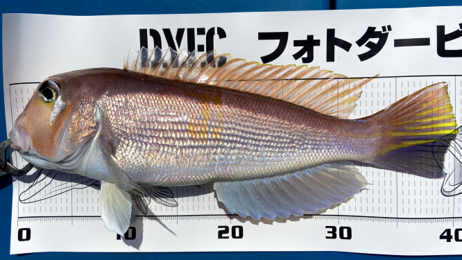 【オフショアジギング】深度80mで出会う高級魚!?