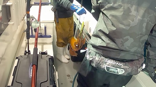 【サイト版】タルイカジギング!福井県敦賀の釣船『竹宝丸』でタルイカ釣りを学ぶ!/タルジギHowto!