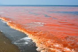 赤潮の影響についてわかりやすく解説!